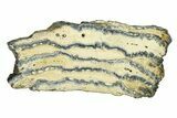 Mammoth Molar Slice With Case - South Carolina #291206-1